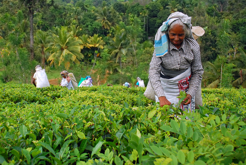 lean management sri lanka tea plantain women picking tea shmula.com